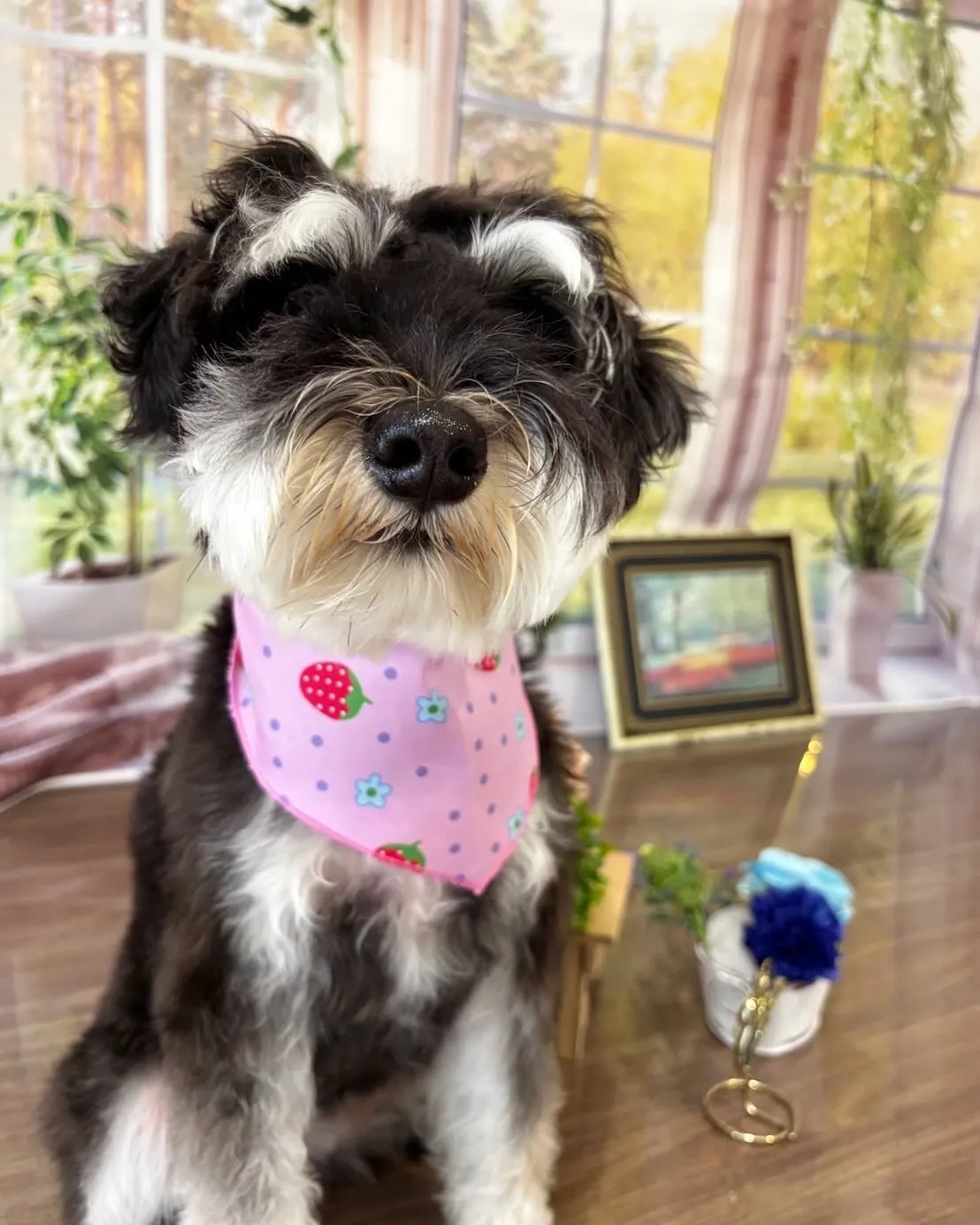 トリミングに来てくれたわんこさんたちです😍