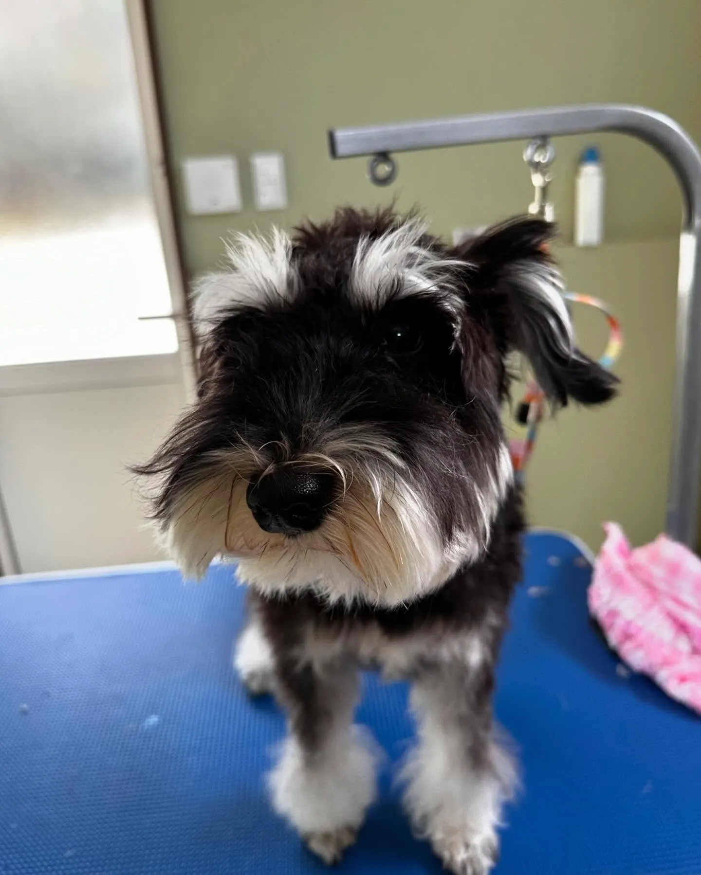 トリミングに来てくれたわんこさんたちです😍