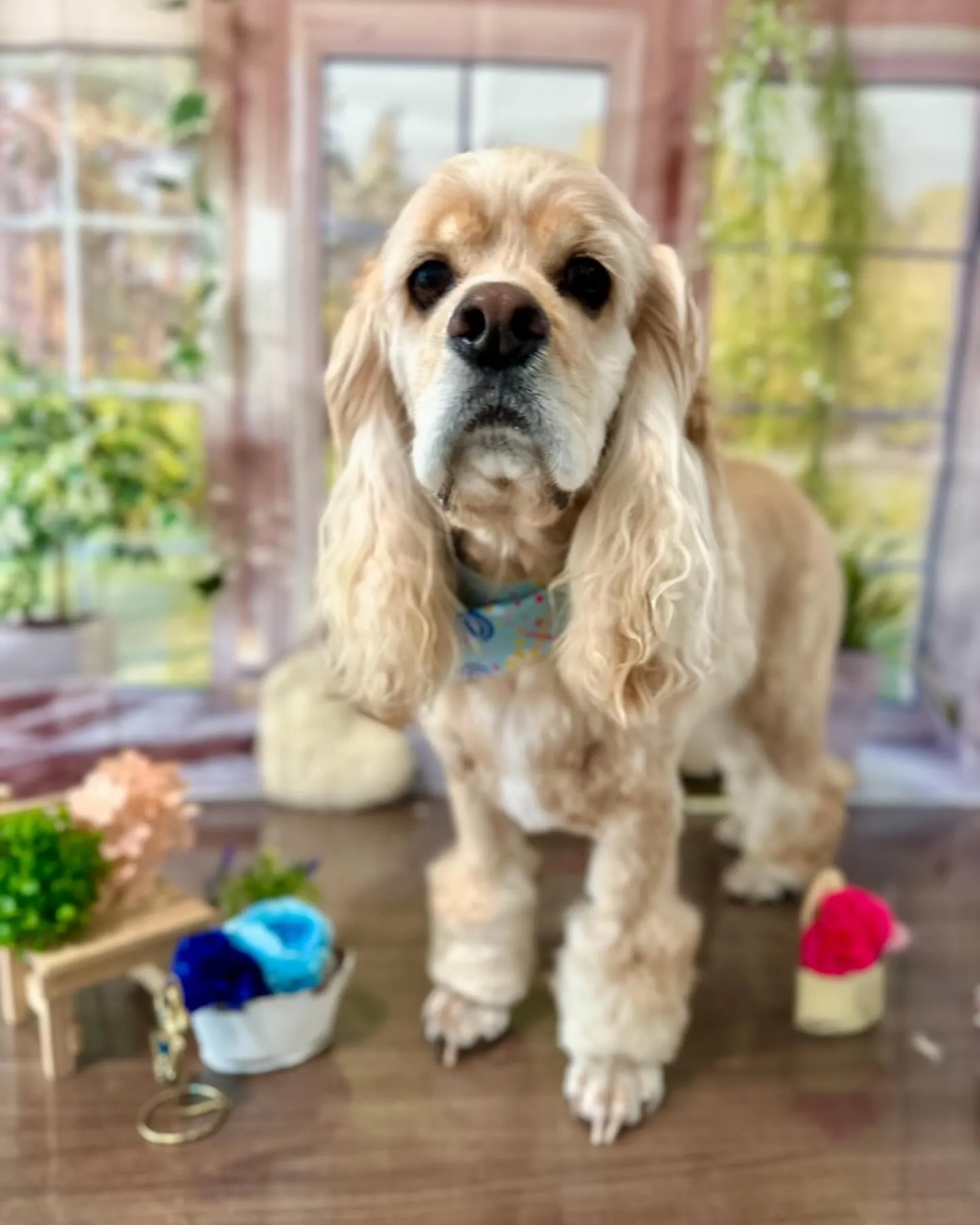 トリミングに来てくれたわんこさんたちです😍