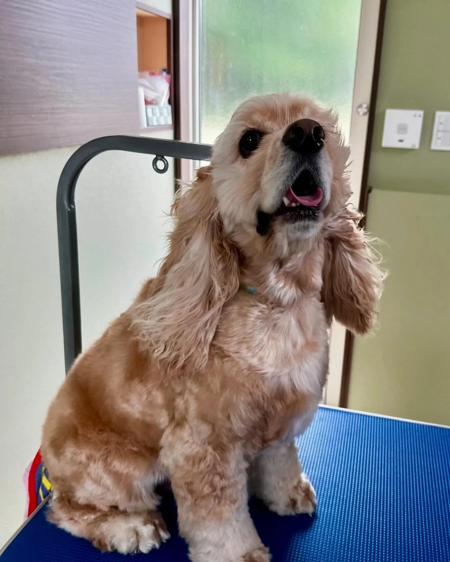 トリミングに来てくれたわんこさんたちです😍