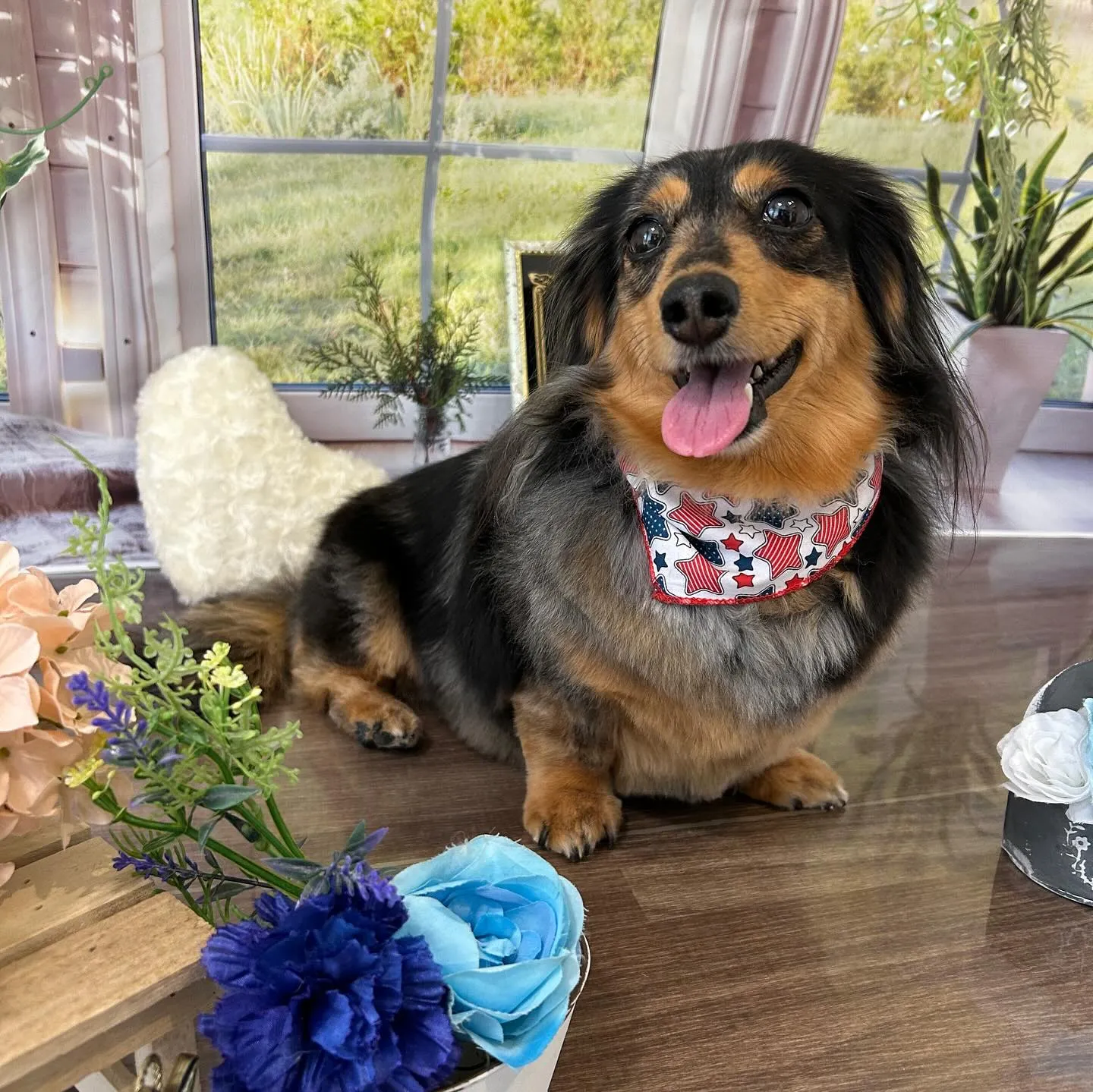 トリミングのセットメニューをご利用頂いたわんこたちです💕