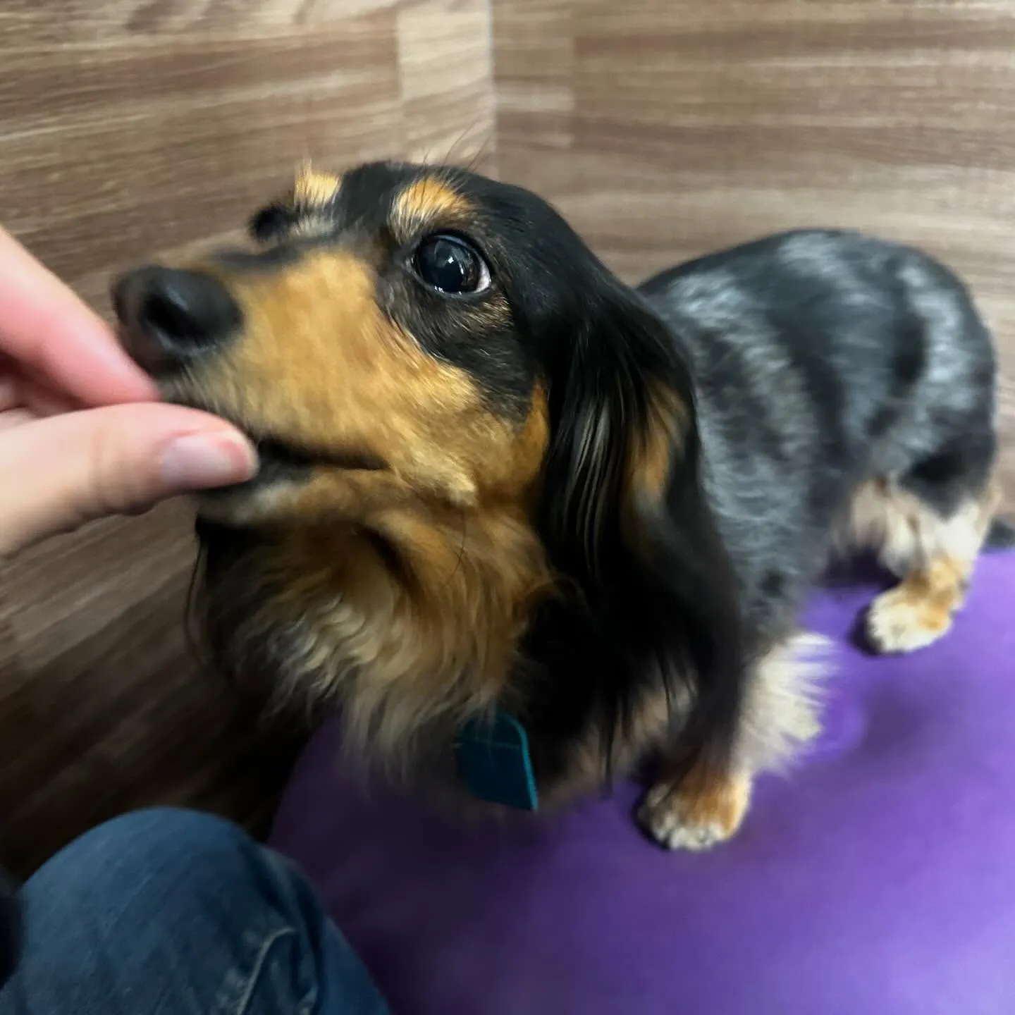 トリミングのセットメニューをご利用頂いたわんこたちです💕