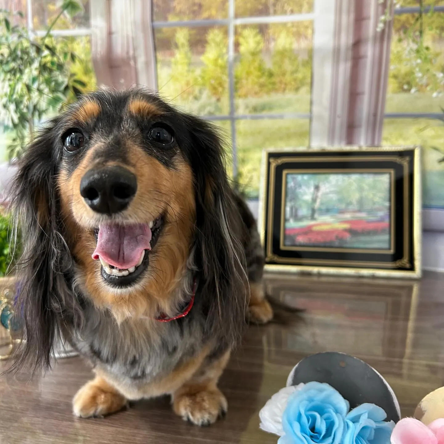 トリミングのセットメニューをご利用頂いたわんこたちです💕