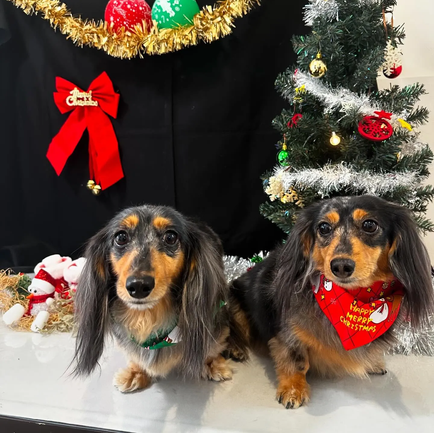 トリミングのセットメニューをご利用頂いたわんこたちです💕