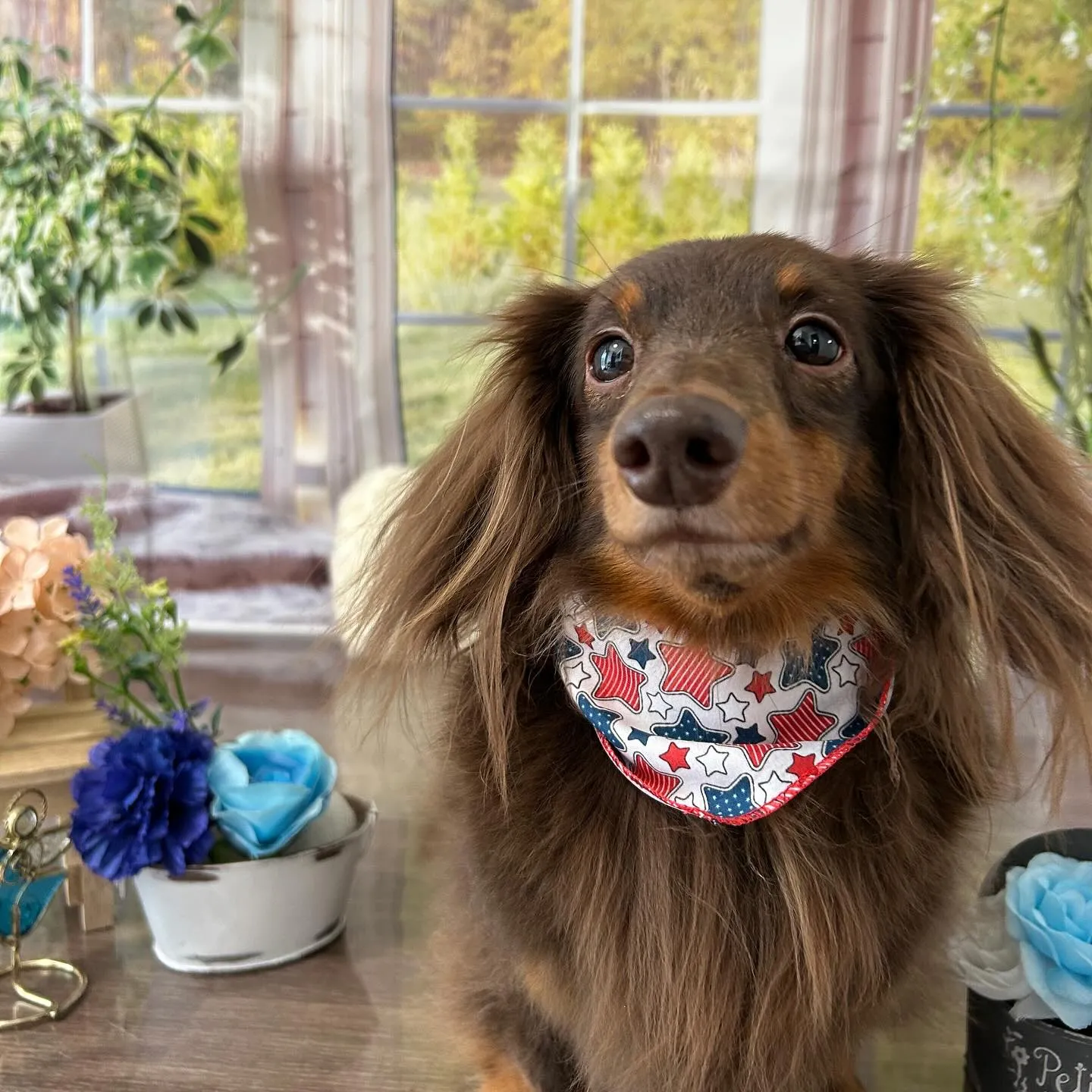 トリミングのセットメニューをご利用頂いたわんこたちです💕