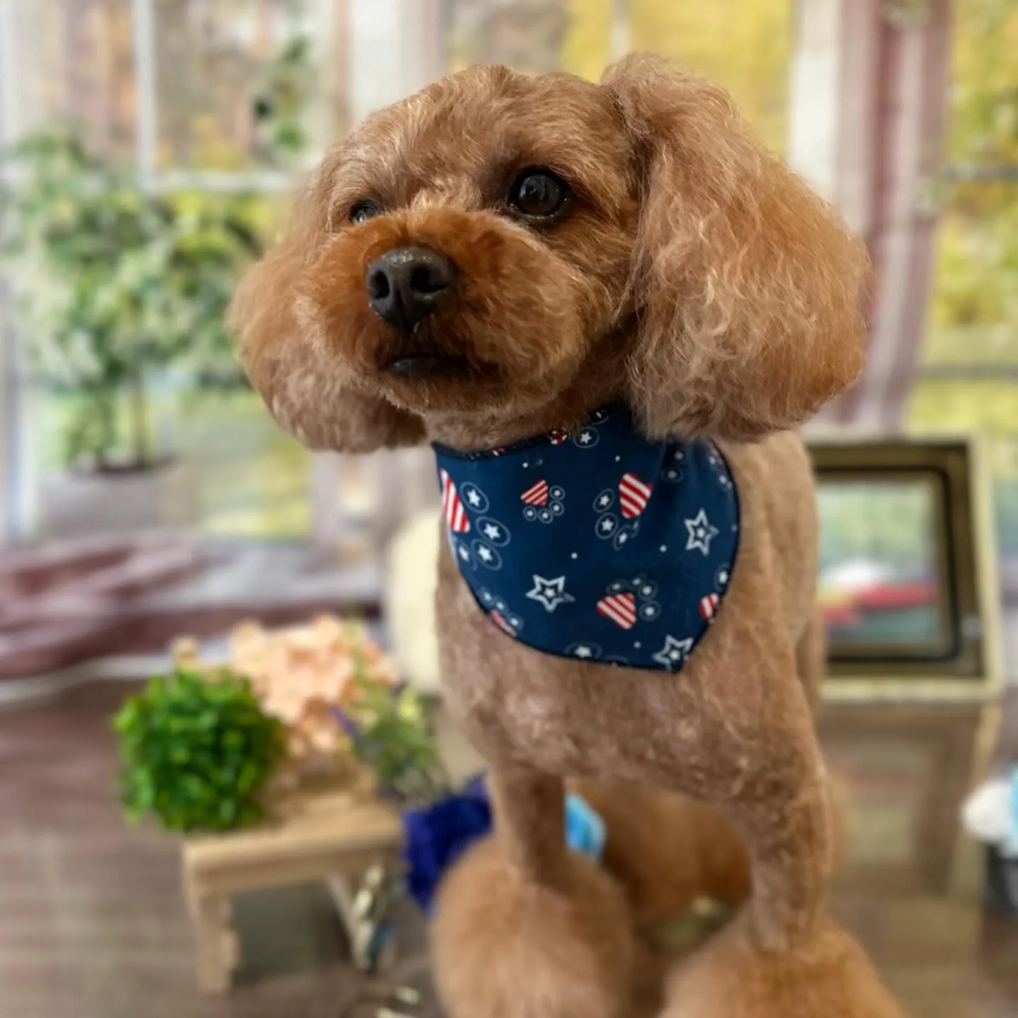 トリミングのセットメニューをご利用頂いたわんこたちです💕