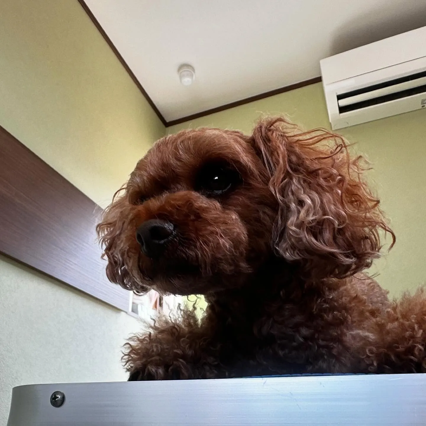 トリミングのセットメニューをご利用頂いたわんこたちです💕