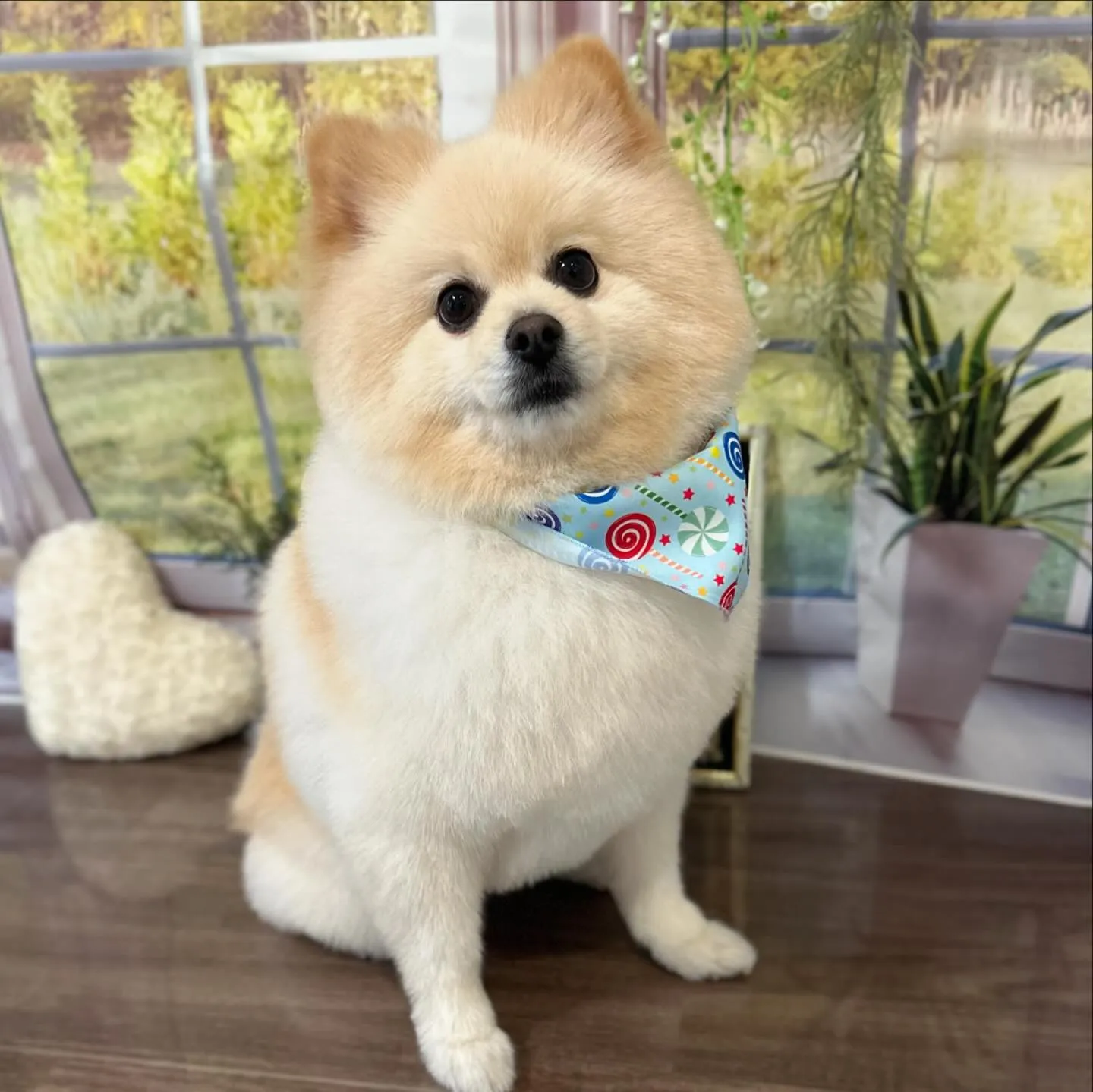 トリミングのセットメニューをご利用頂いたわんこたちです💕