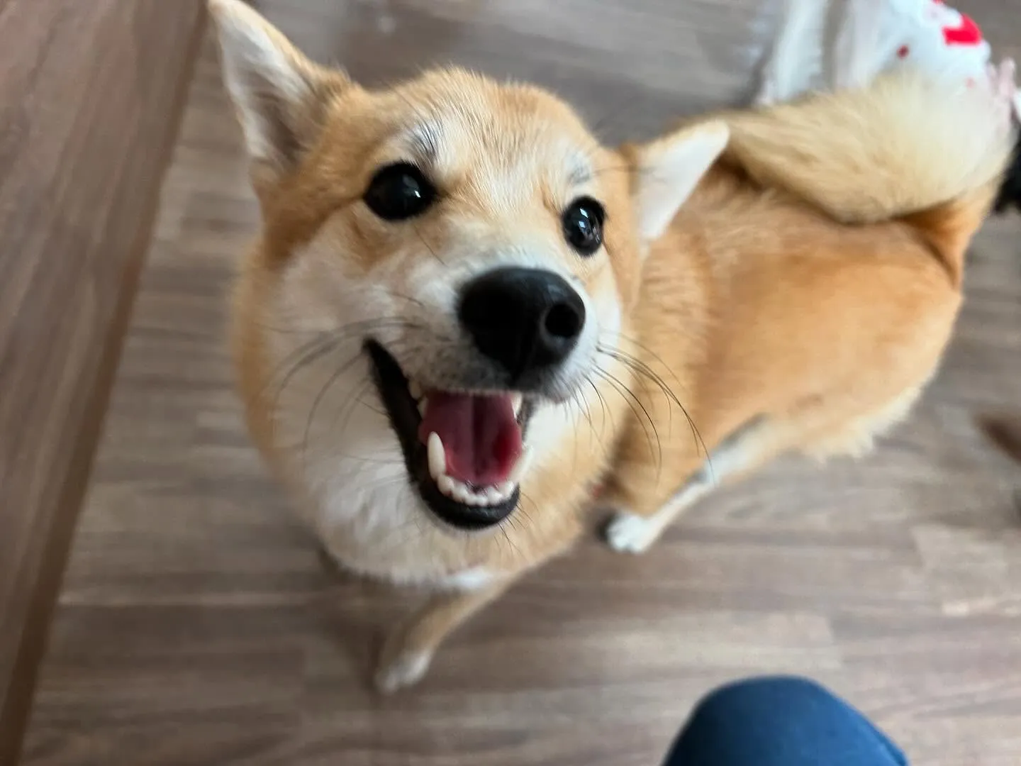 入会してくれたチャイちゃんです💕