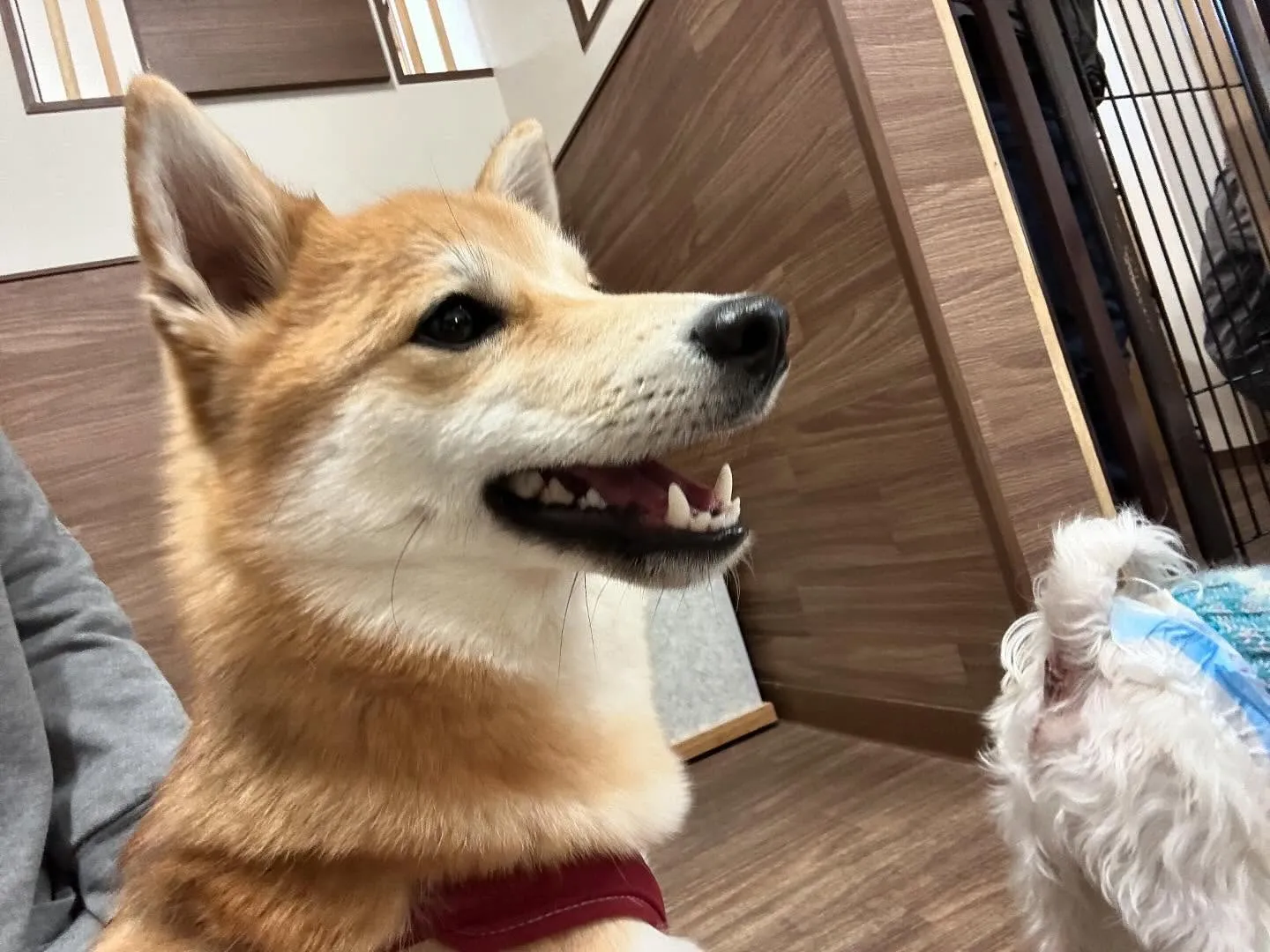 入会してくれたチャイちゃんです💕