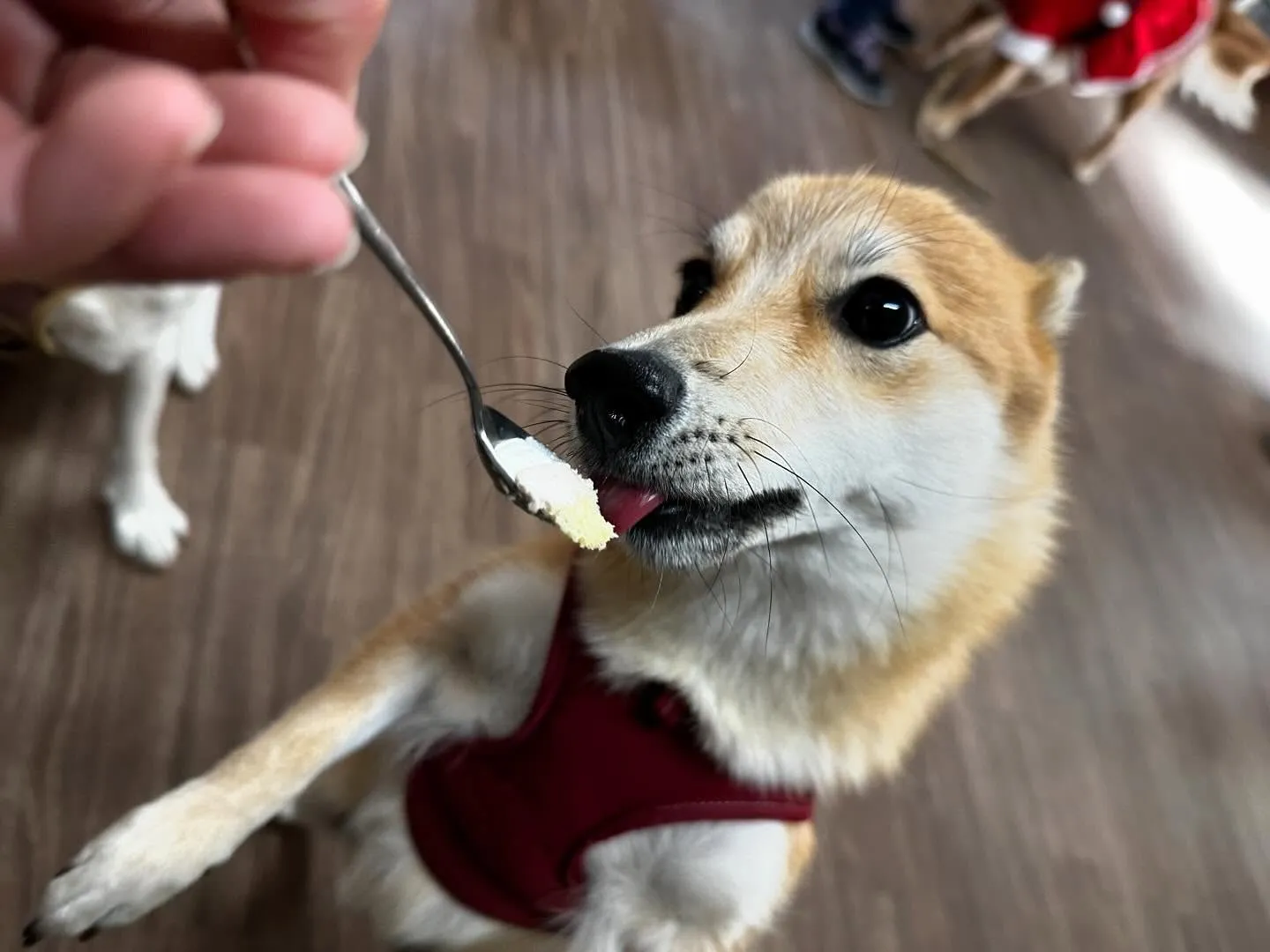 入会してくれたチャイちゃんです💕