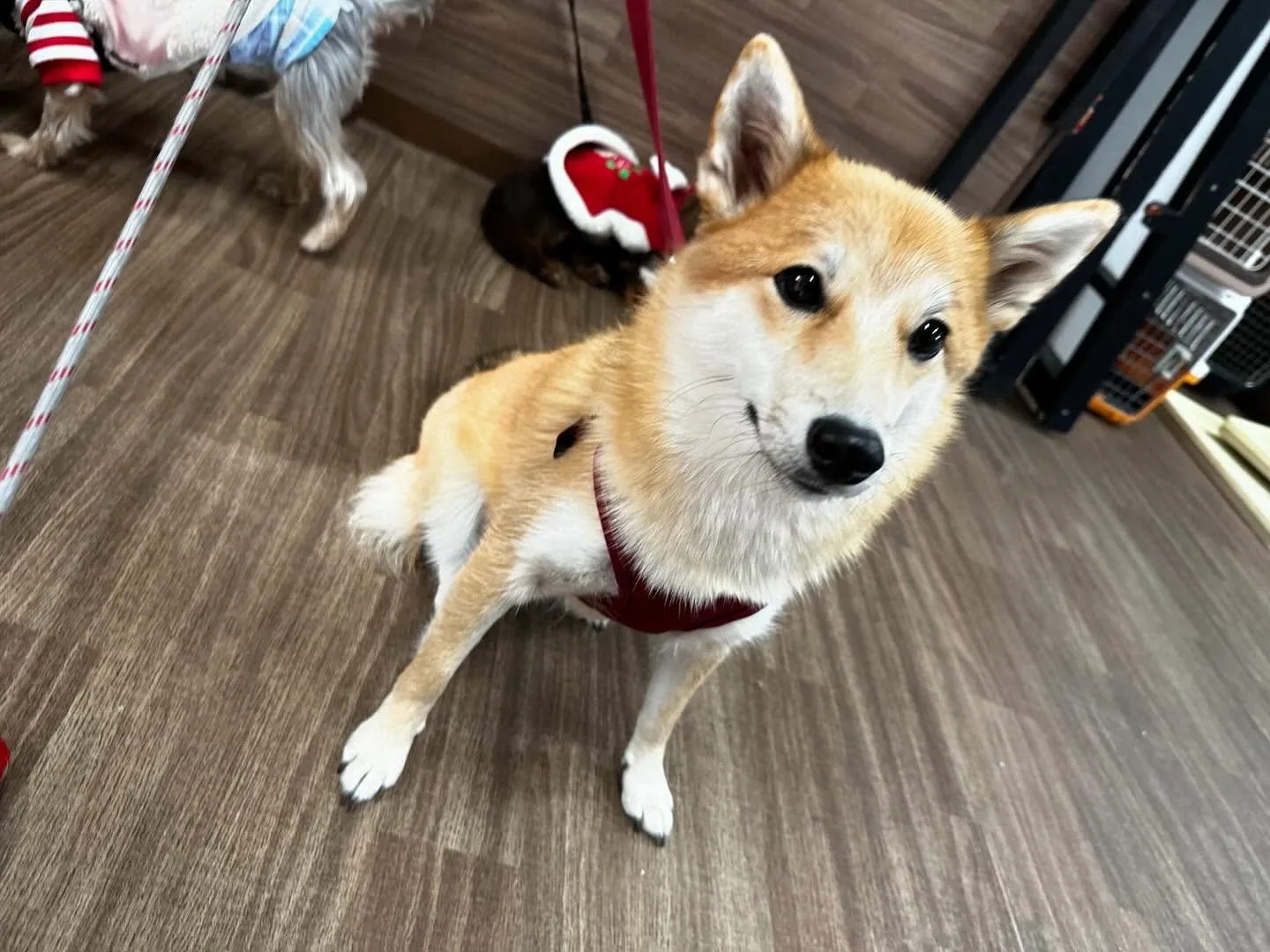 入会してくれたチャイちゃんです💕