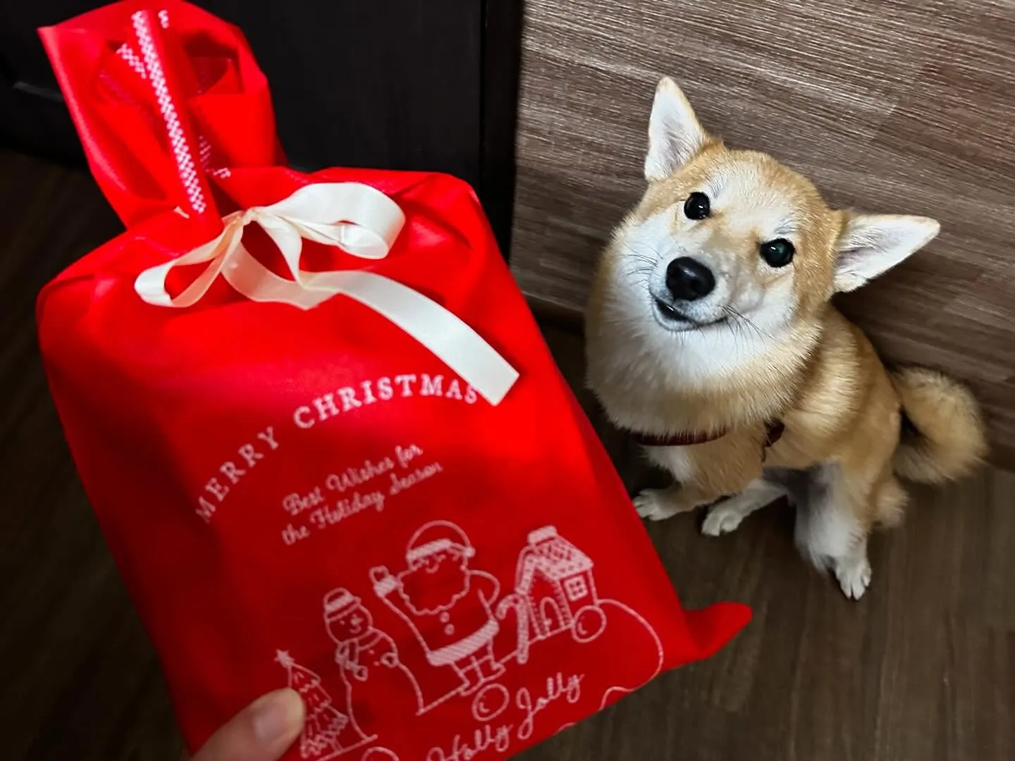 入会してくれたチャイちゃんです💕