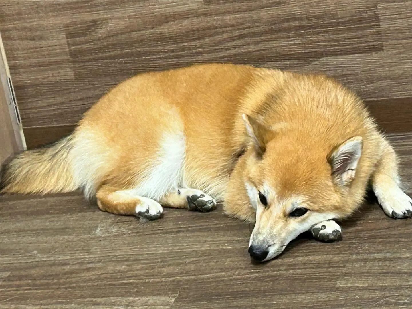 入会してくれたチャイちゃんです💕