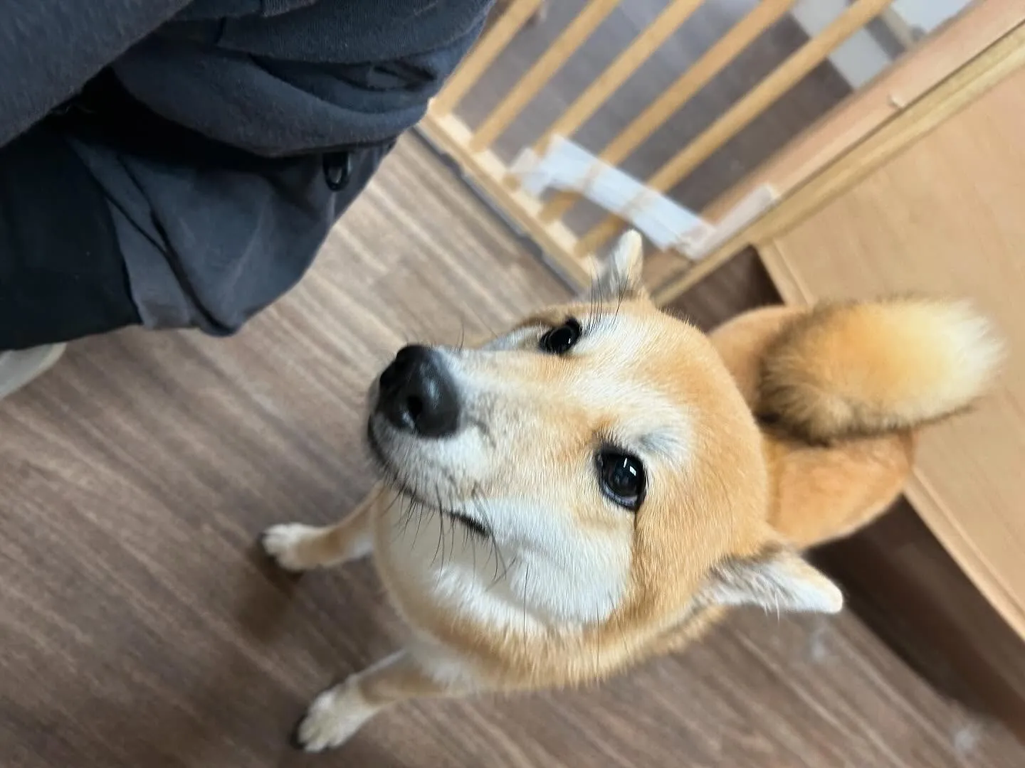 入会してくれたチャイちゃんです💕