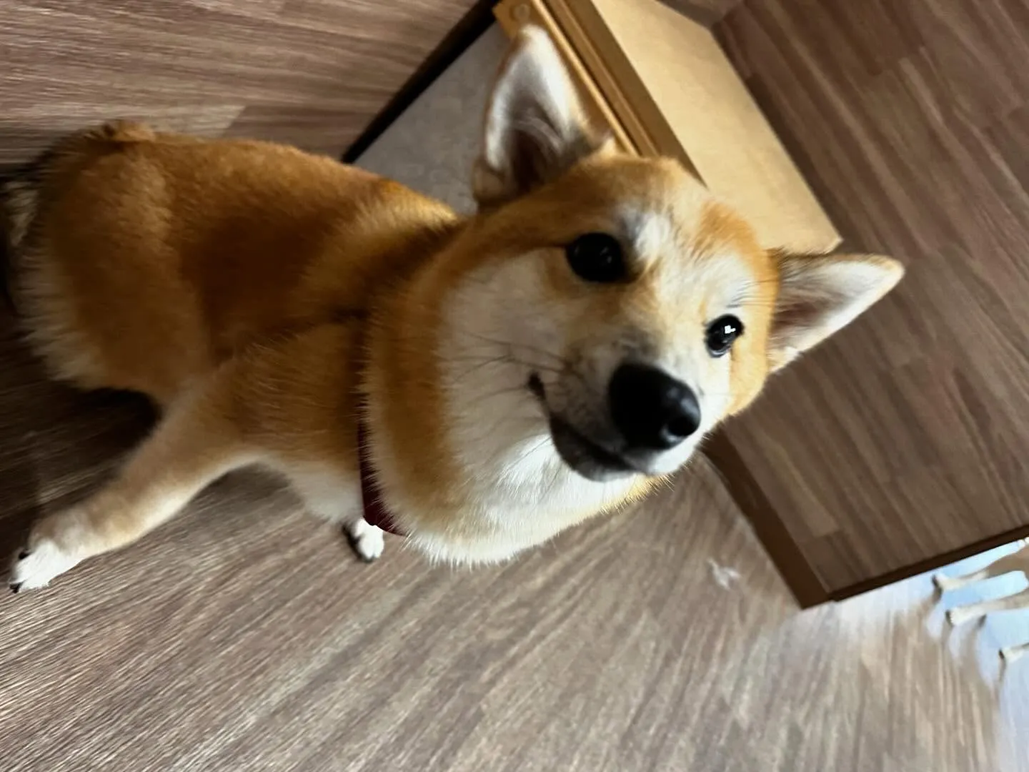 入会してくれたチャイちゃんです💕