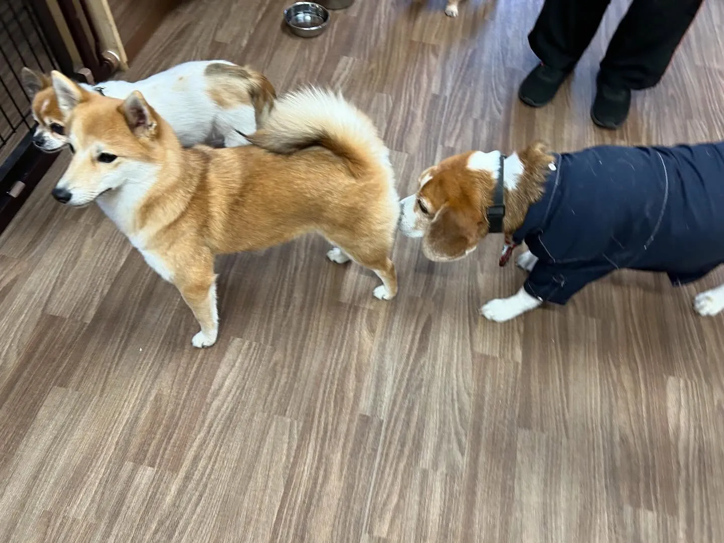 入会してくれたチャイちゃんです💕