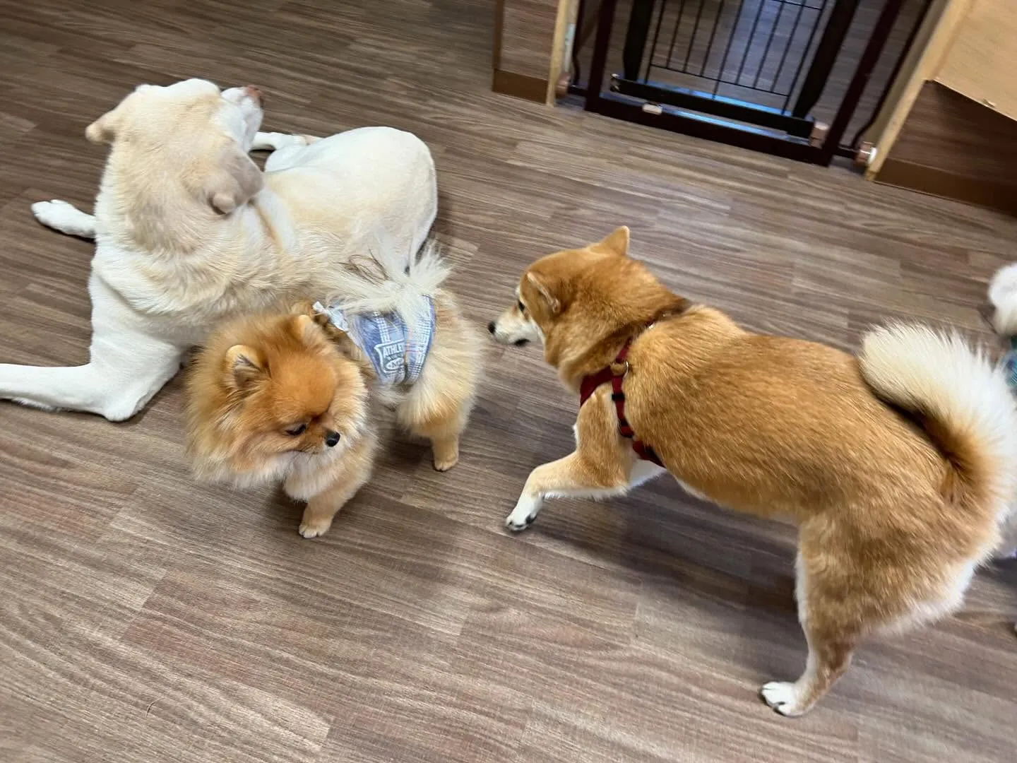 入会してくれたチャイちゃんです💕