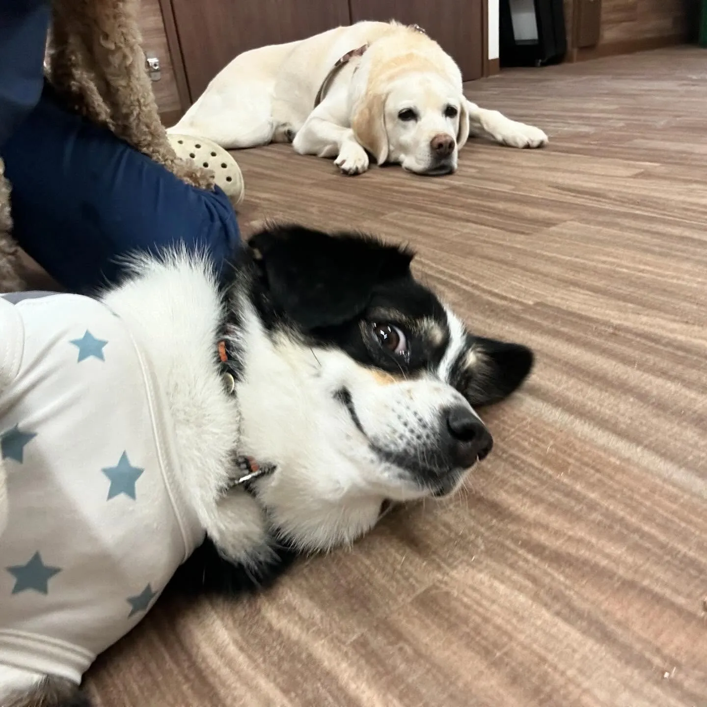 今日からなつも一緒に家族で1泊2日の旅行に行ってまいります🚗...