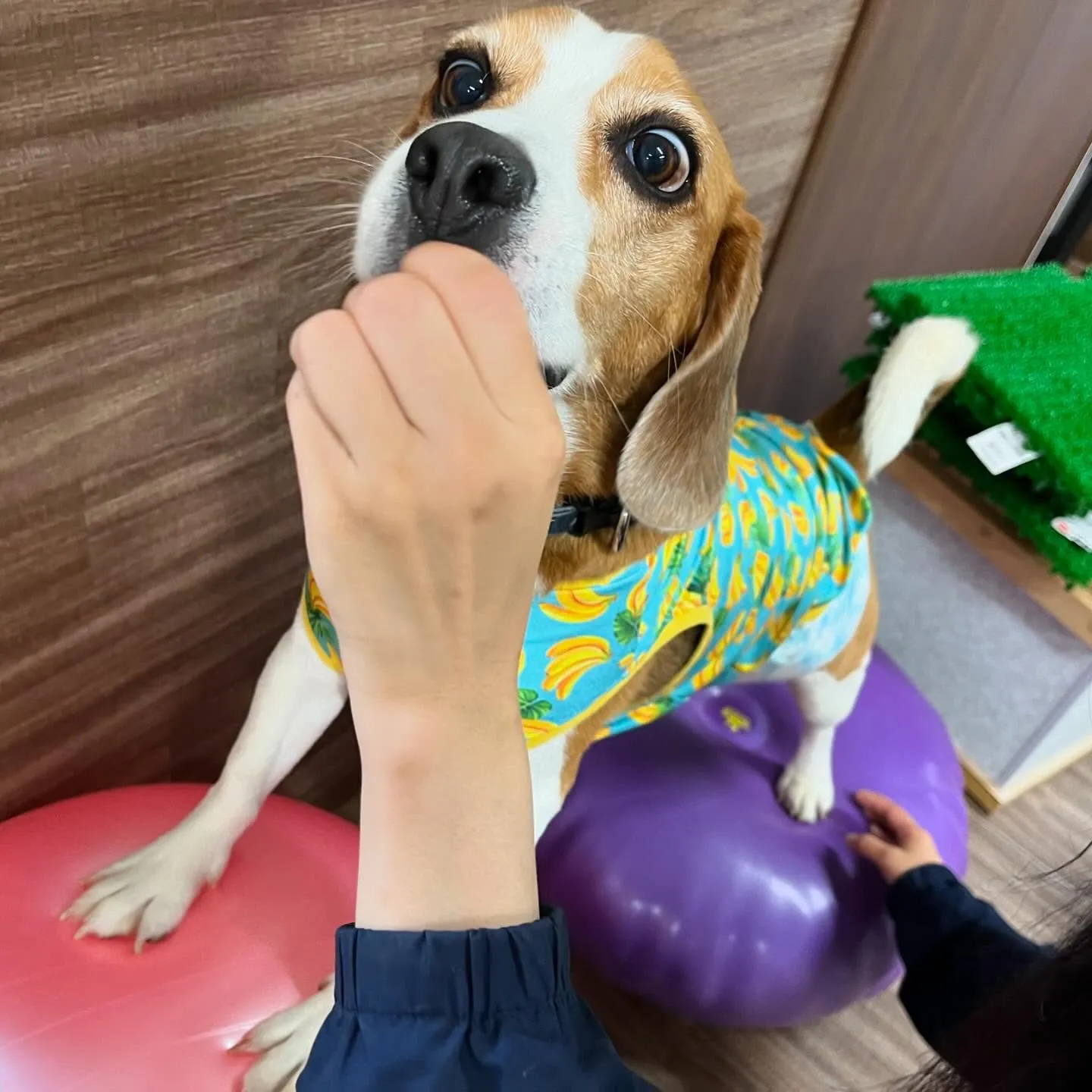 今日からなつも一緒に家族で1泊2日の旅行に行ってまいります🚗...