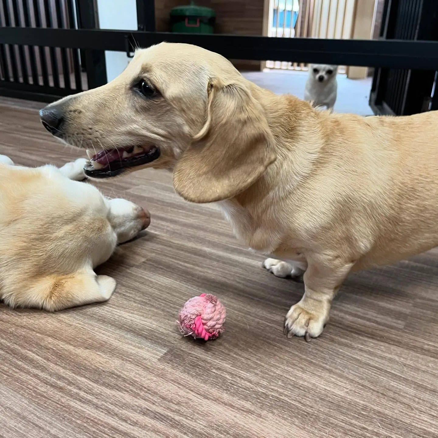 今日からなつも一緒に家族で1泊2日の旅行に行ってまいります🚗...