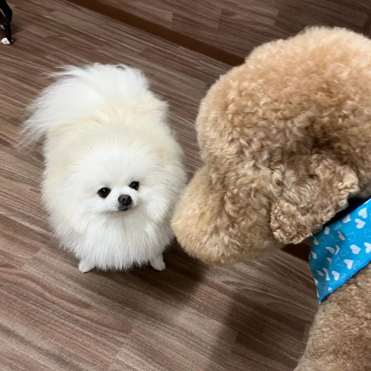 今日からなつも一緒に家族で1泊2日の旅行に行ってまいります🚗...