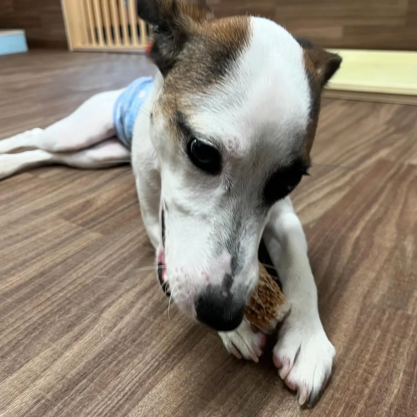 今日からなつも一緒に家族で1泊2日の旅行に行ってまいります🚗...