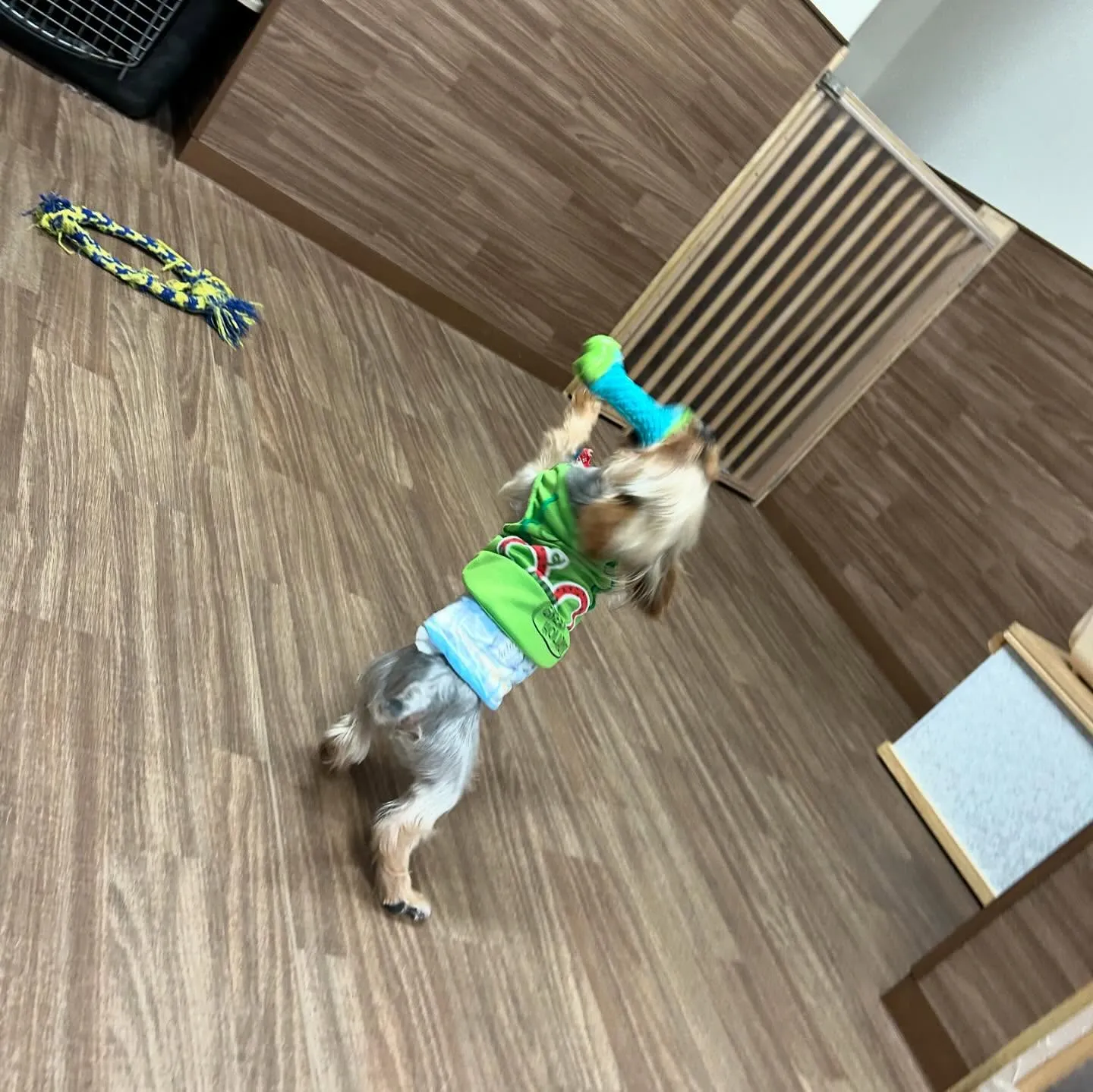 昨日、一昨日と完全なおやすみを頂きましてありがとうございまし...