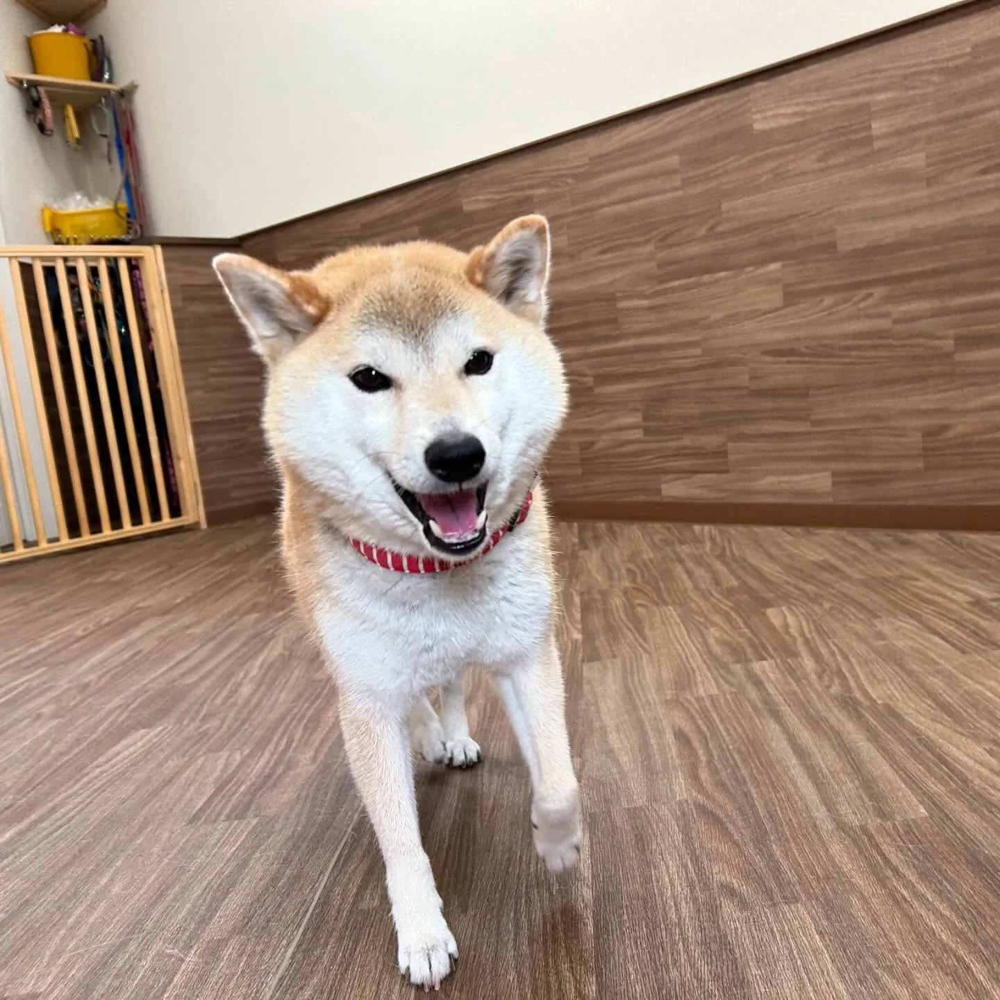 昨日、一昨日と完全なおやすみを頂きましてありがとうございまし...