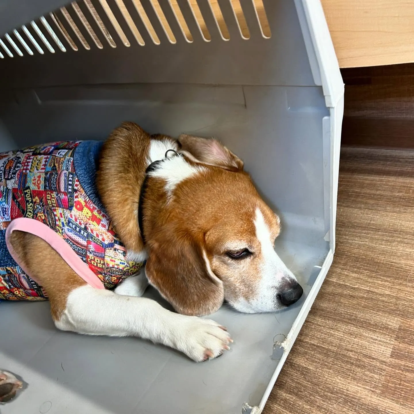 昨日、一昨日と完全なおやすみを頂きましてありがとうございまし...