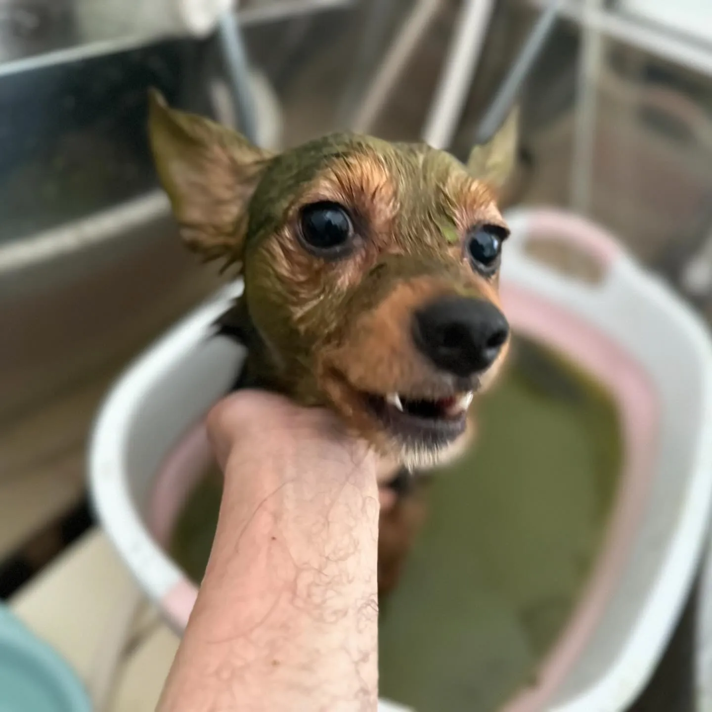 昨日、一昨日と完全なおやすみを頂きましてありがとうございまし...