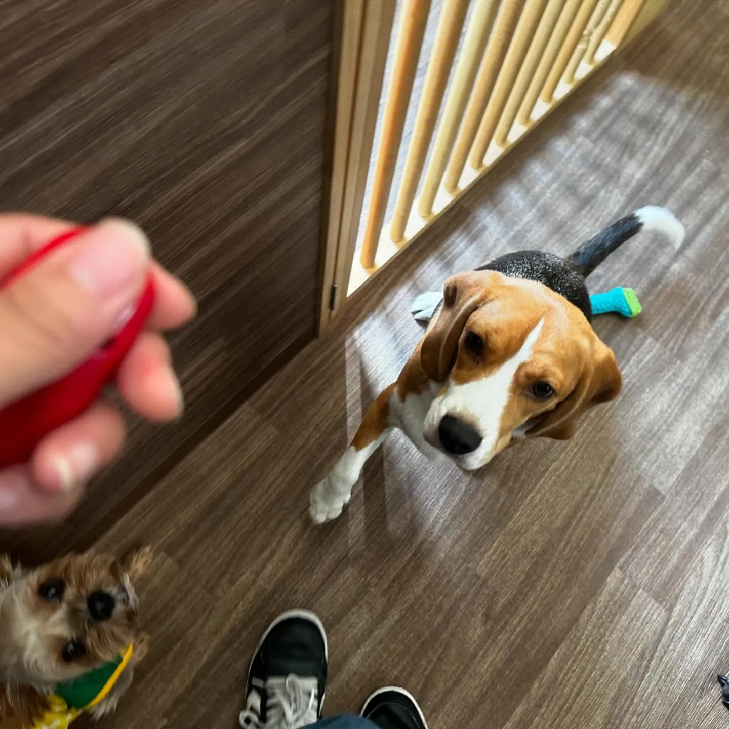 昨日、一昨日と完全なおやすみを頂きましてありがとうございまし...