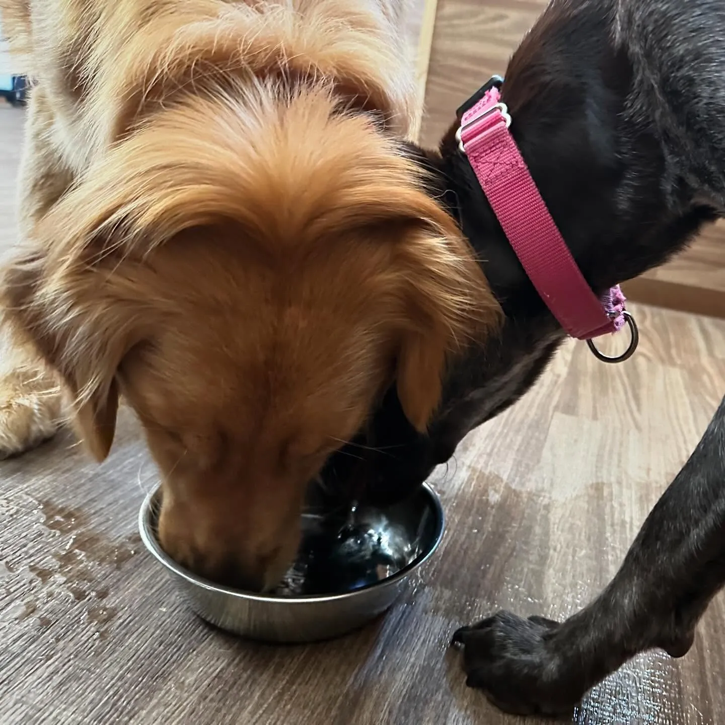 昨日、一昨日と完全なおやすみを頂きましてありがとうございまし...