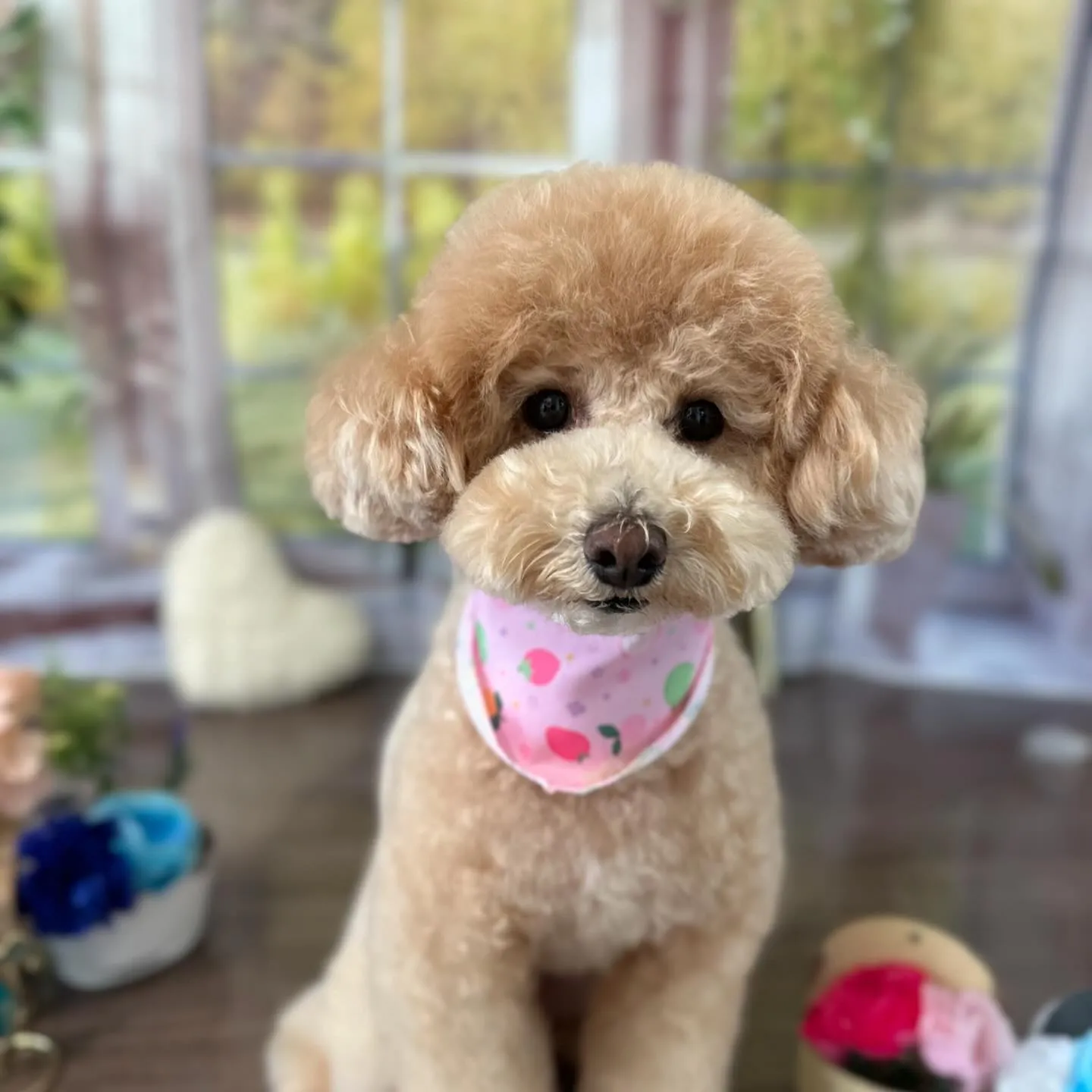 トリミングのセットメニューをご利用頂いたわんこさんたちです🐶