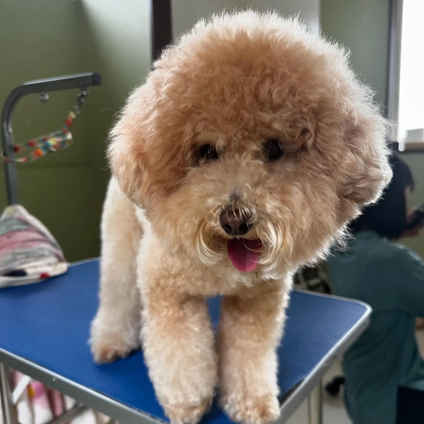 トリミングのセットメニューをご利用頂いたわんこさんたちです🐶