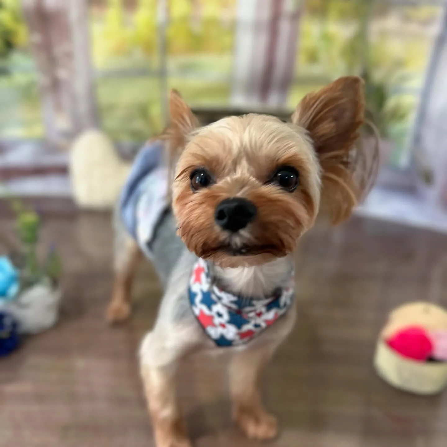 トリミングのセットメニューをご利用頂いたわんこさんたちです🐶