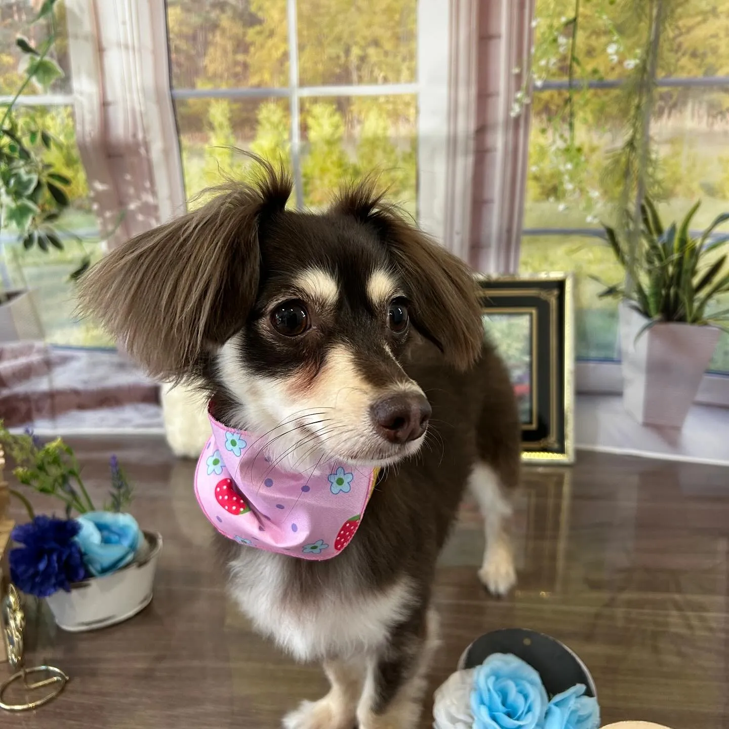 トリミングのセットメニューをご利用頂いたわんこさんたちです🐶