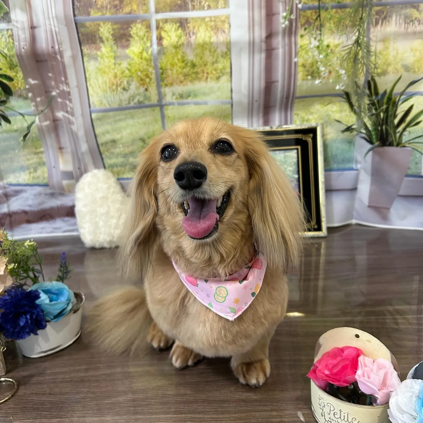 トリミングのセットメニューをご利用頂いたわんこさんたちです🐶