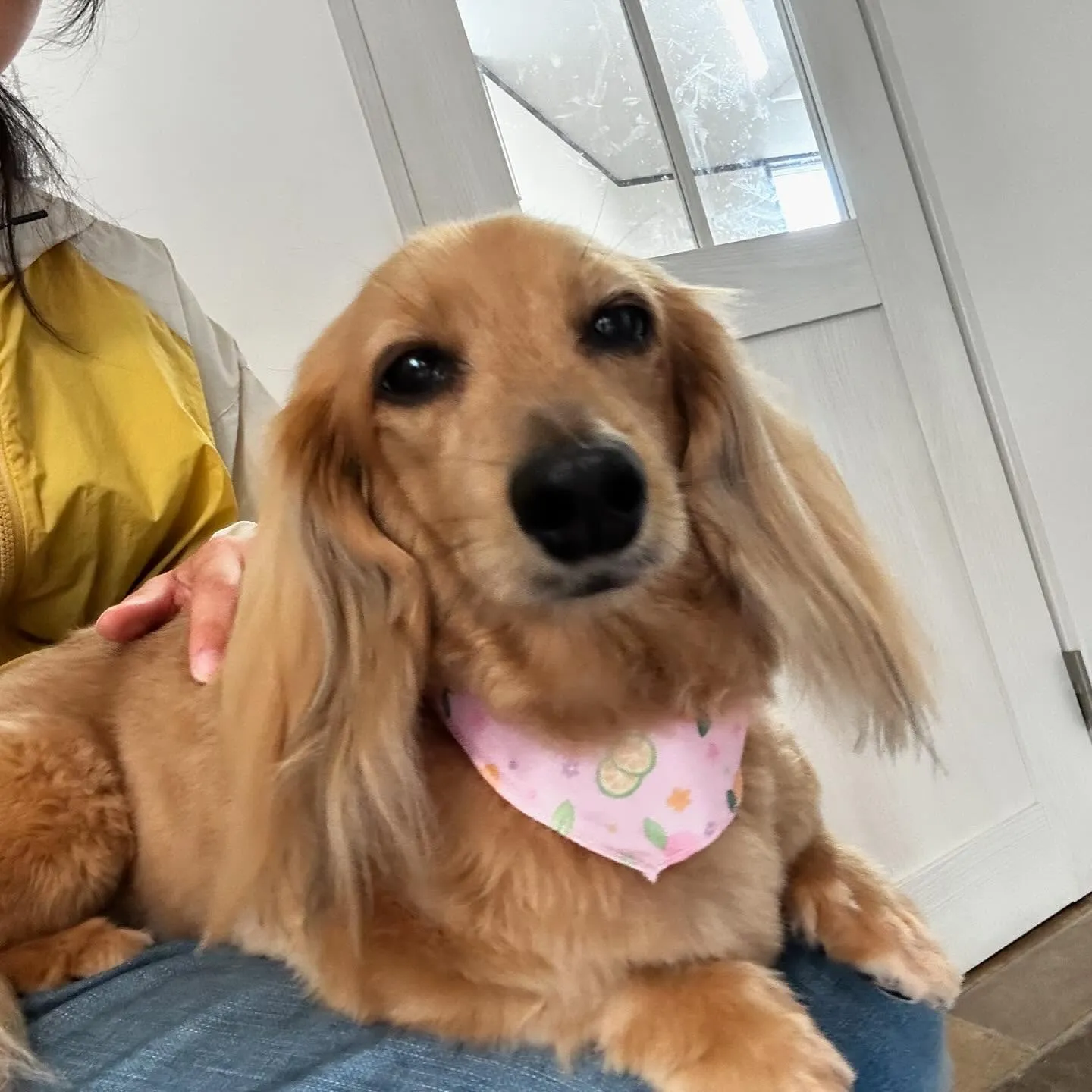 トリミングのセットメニューをご利用頂いたわんこさんたちです🐶