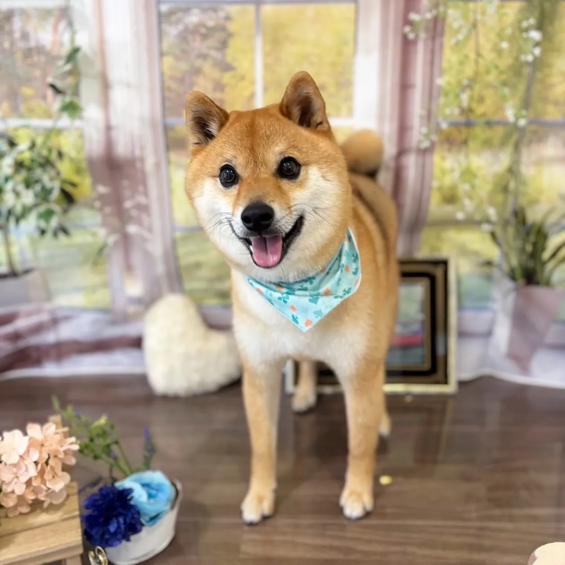 トリミングのセットメニューをご利用頂いたわんこさんたちです🐶