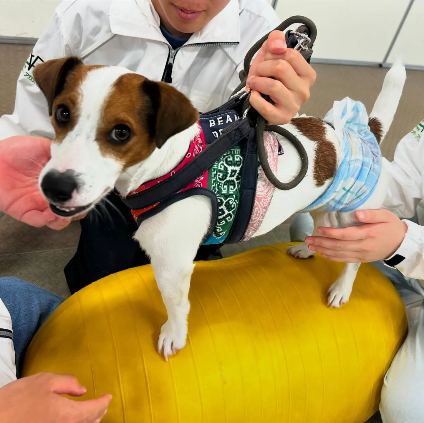 今日はマックスくんと一緒に学校に行ってきました🏫