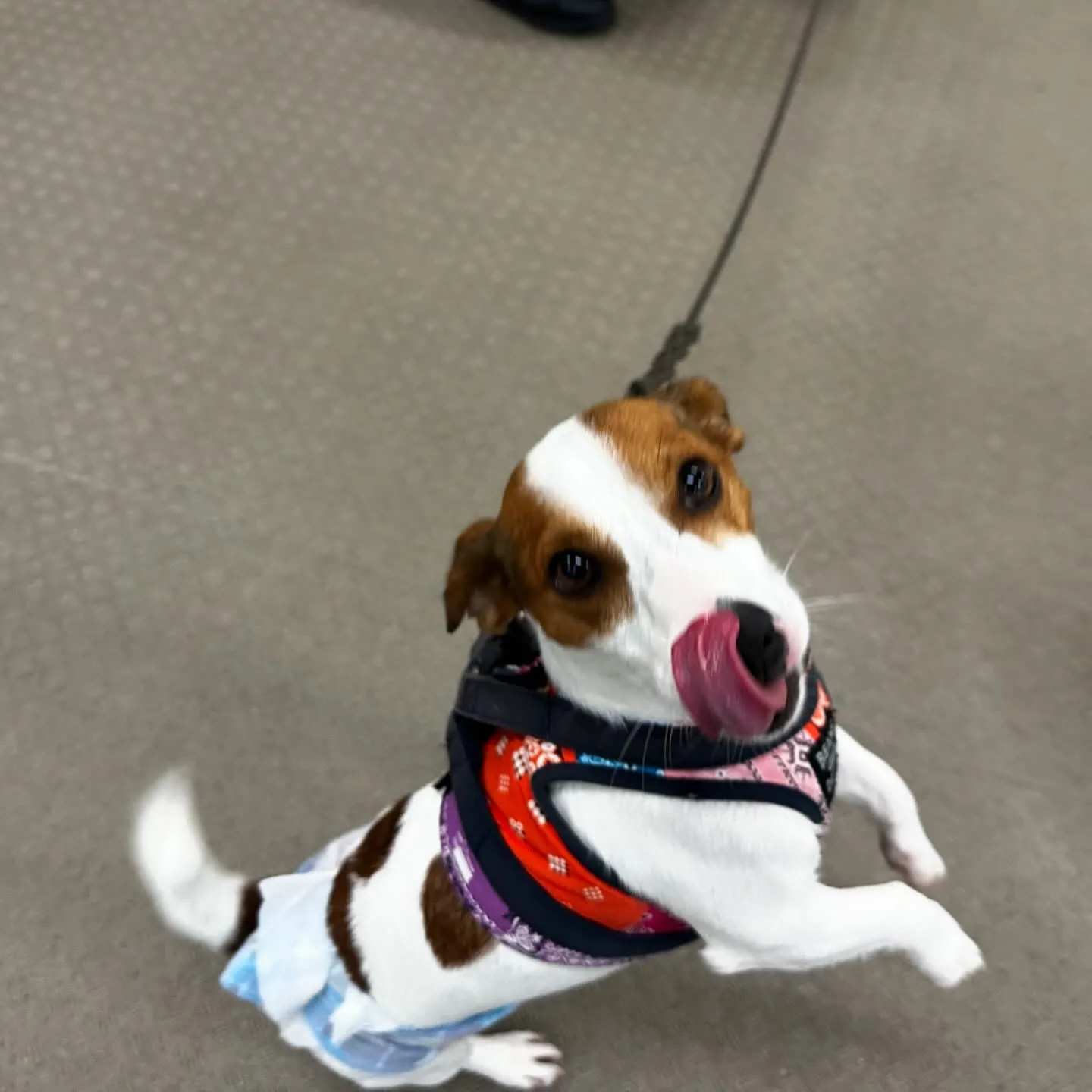 今日はマックスくんと一緒に学校に行ってきました🏫