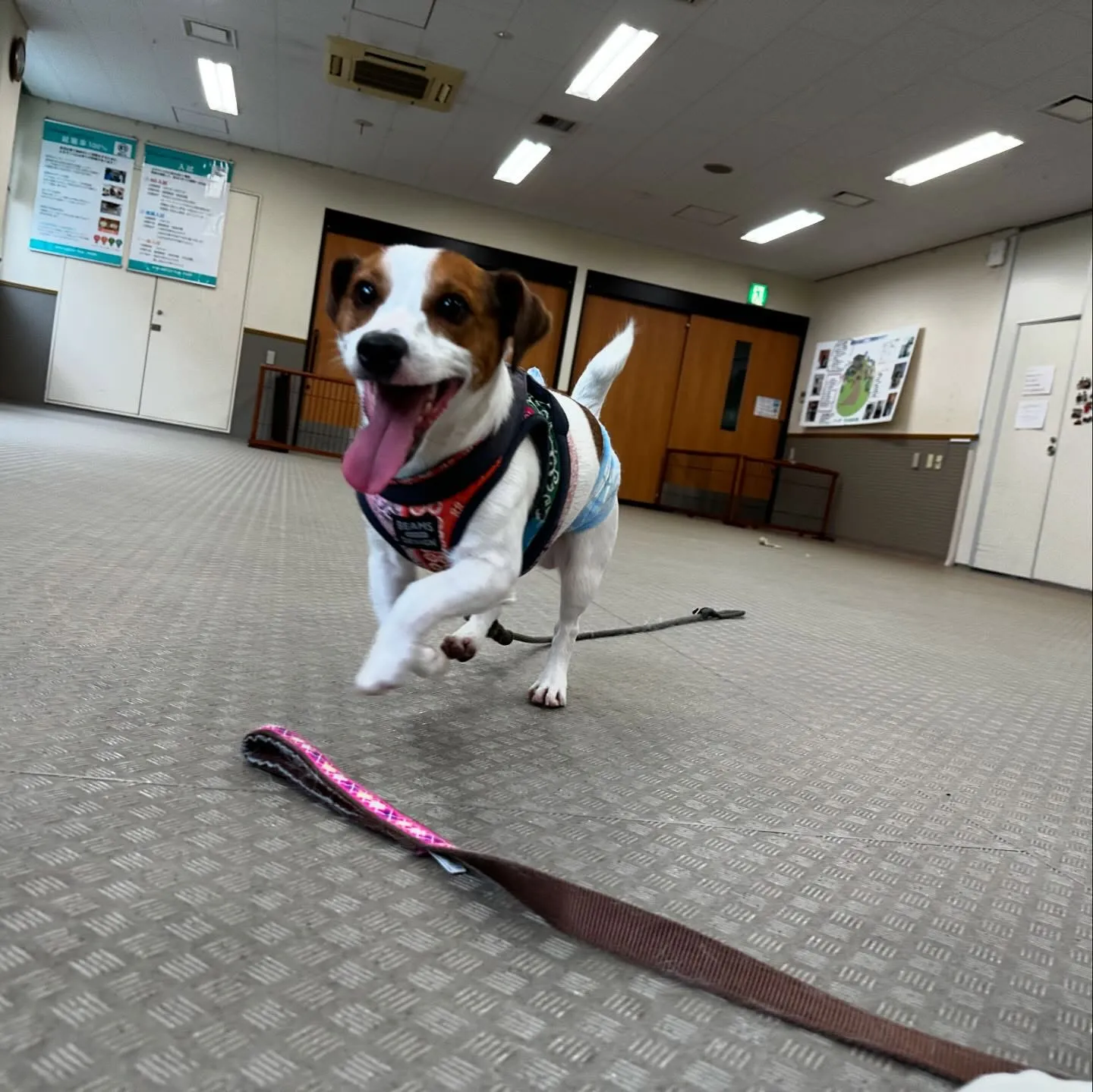 今日はマックスくんと一緒に学校に行ってきました🏫