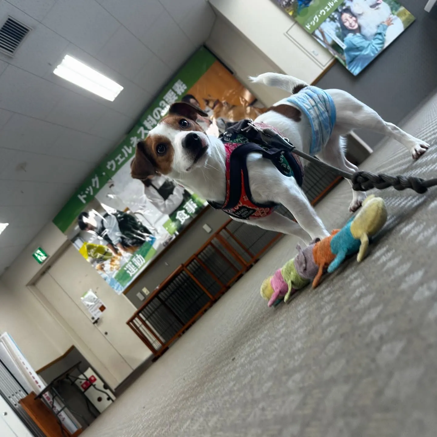 今日はマックスくんと一緒に学校に行ってきました🏫