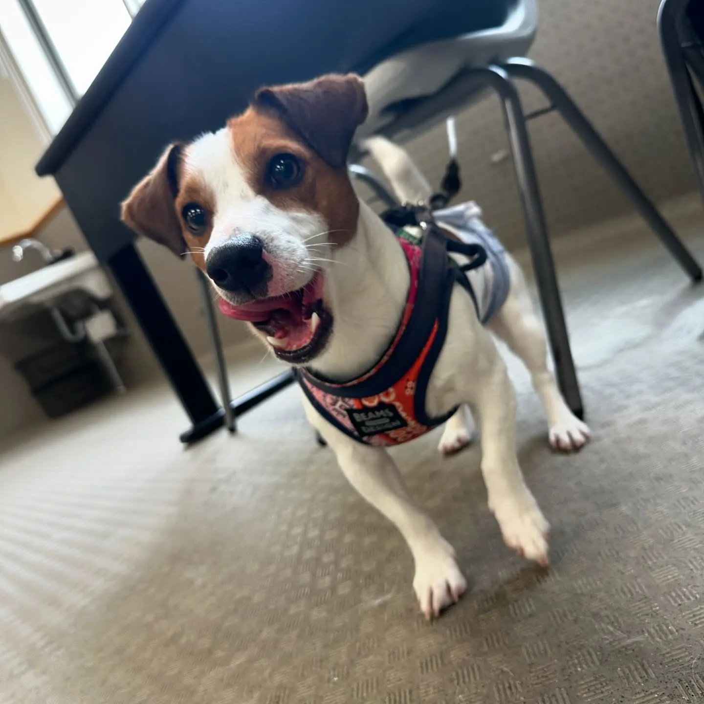 今日はマックスくんと一緒に学校に行ってきました🏫