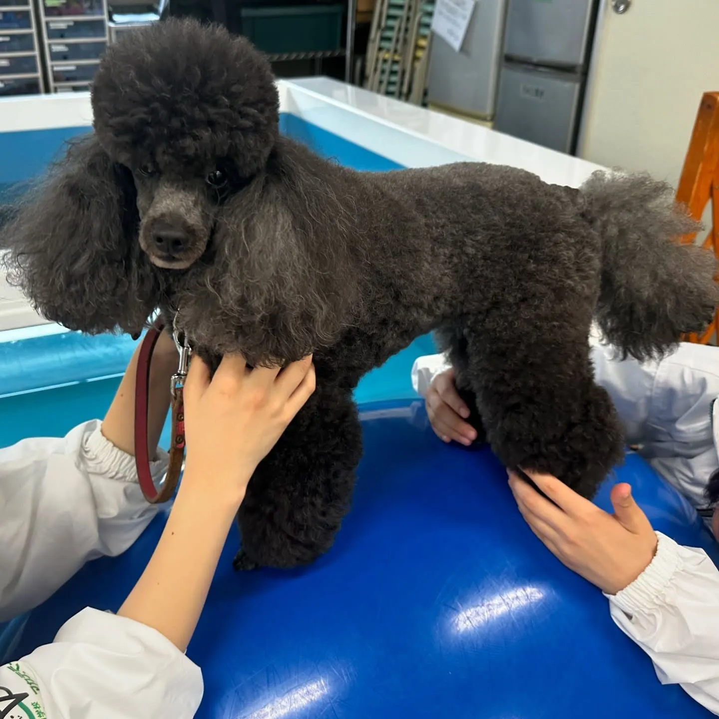 今日はマックスくんと一緒に学校に行ってきました🏫