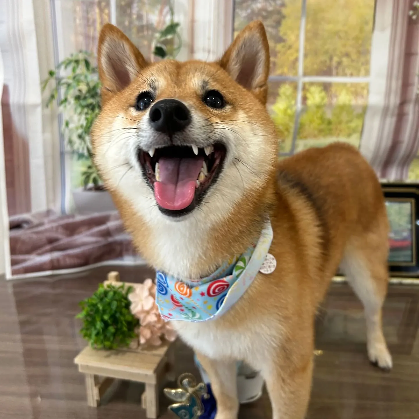 トリミングのセットメニューをご利用頂いたわんこたちです🎶