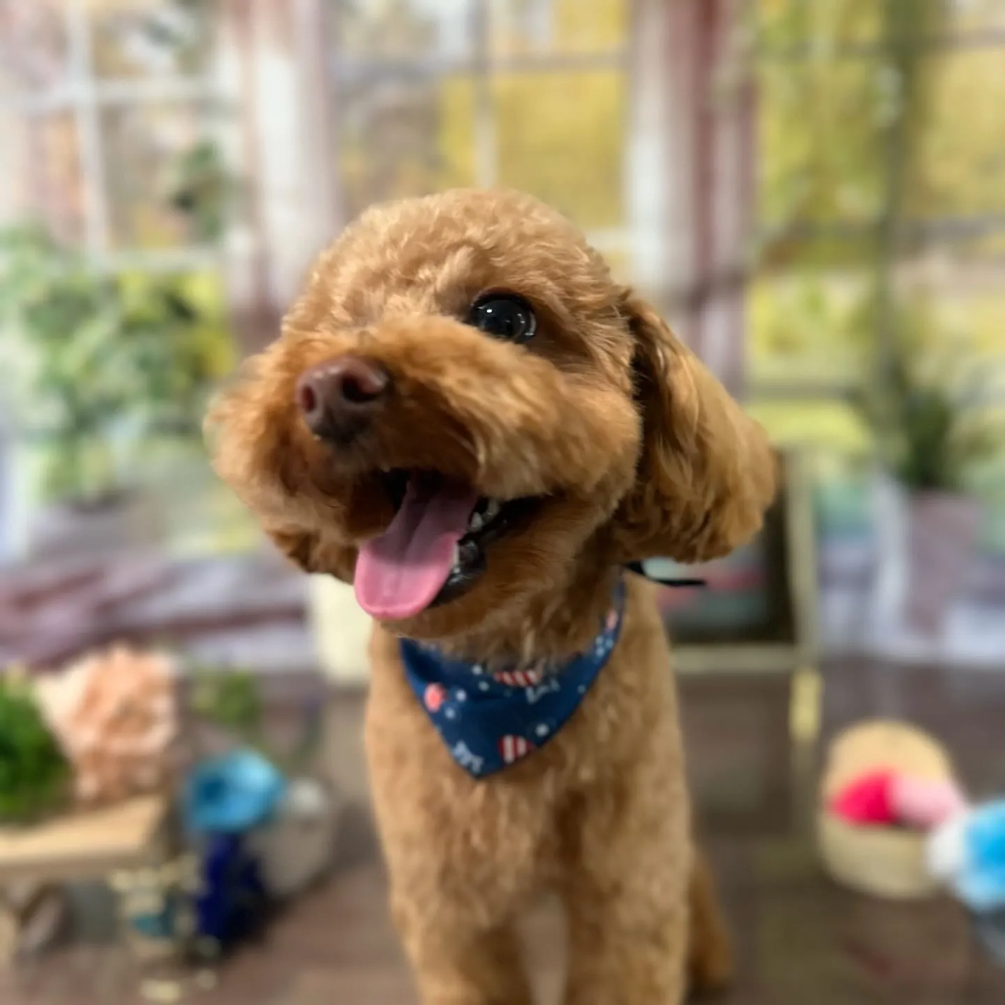 トリミングのセットメニューをご利用頂いたわんこたちです🎶