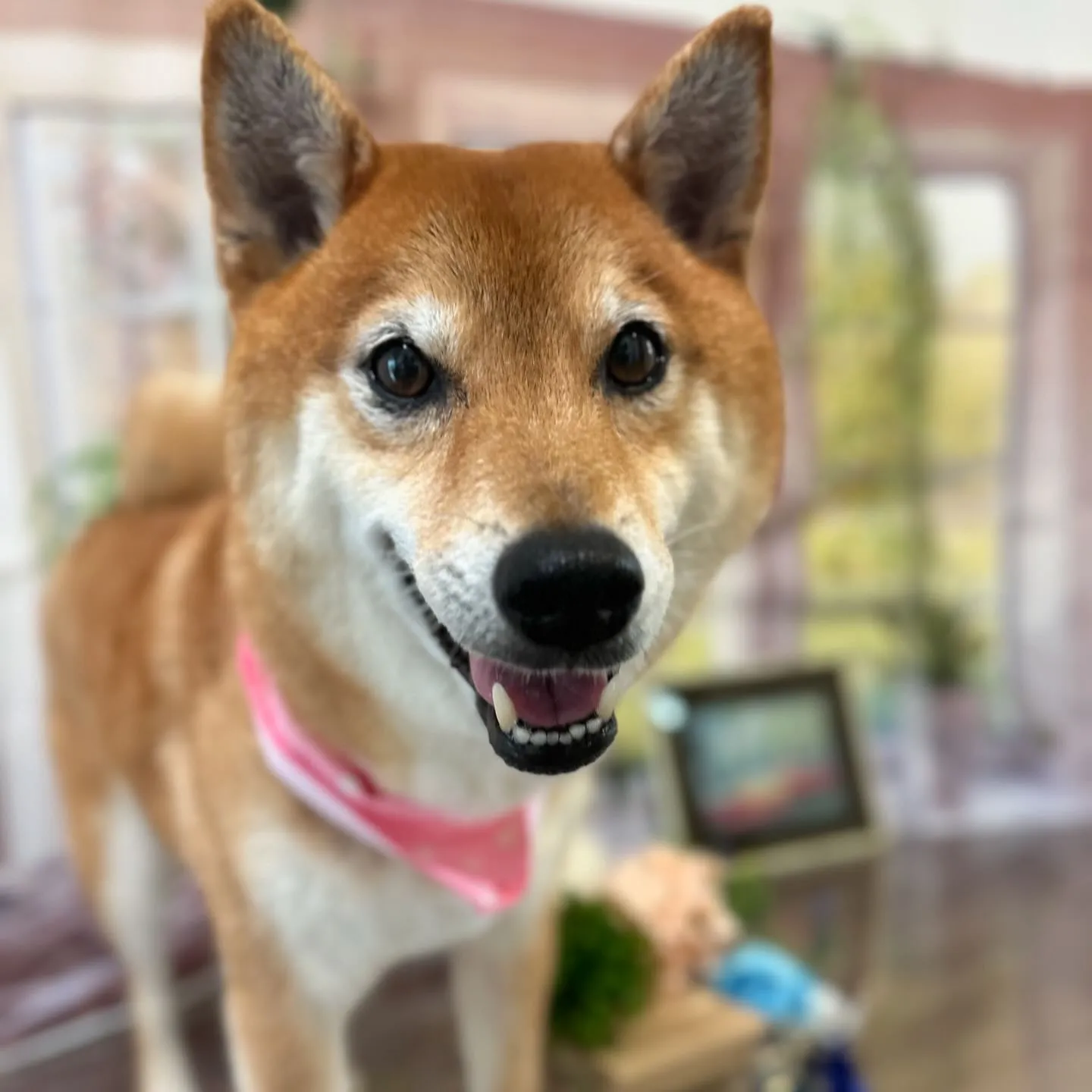 トリミングのセットメニューをご利用頂いたわんこたちです🎶