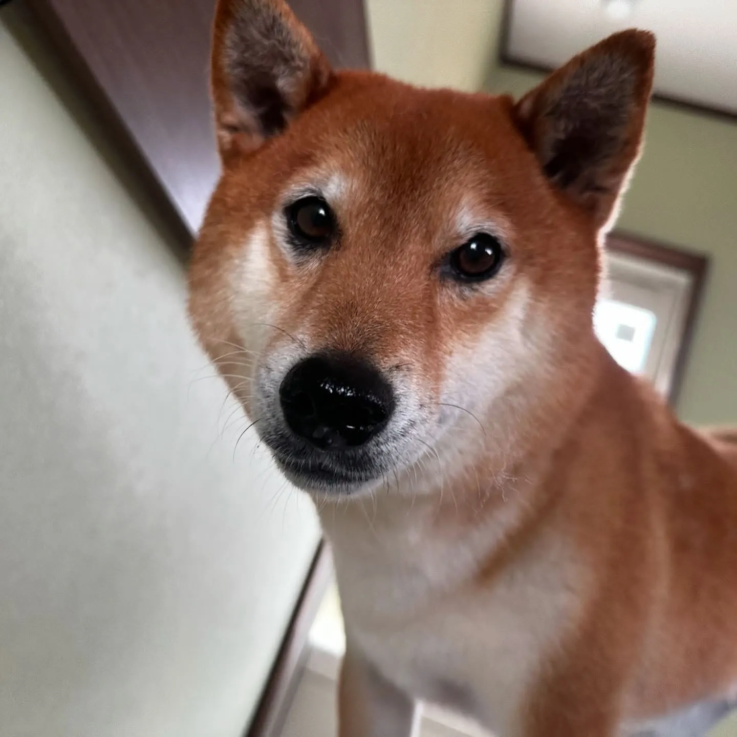 トリミングのセットメニューをご利用頂いたわんこたちです🎶